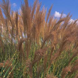 Roseau transmorrissonensis / Miscanthus transmorrisonensis